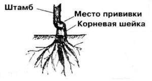 Обливион корневая нора как войти