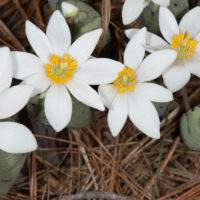 Сангвинария канадская – экзотический цветок на даче