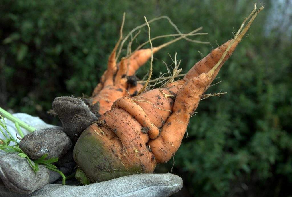 Корявая морковь
