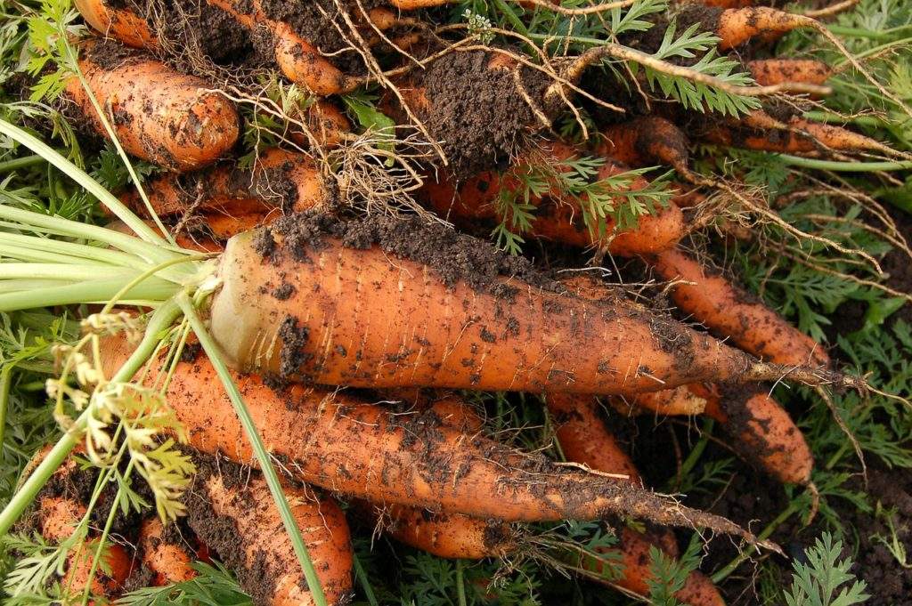 Выкопанная морковь
