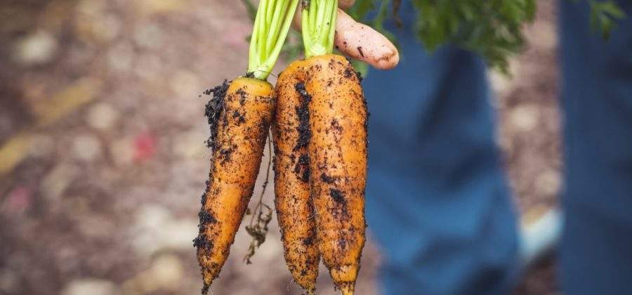 Почему морковь растет корявой