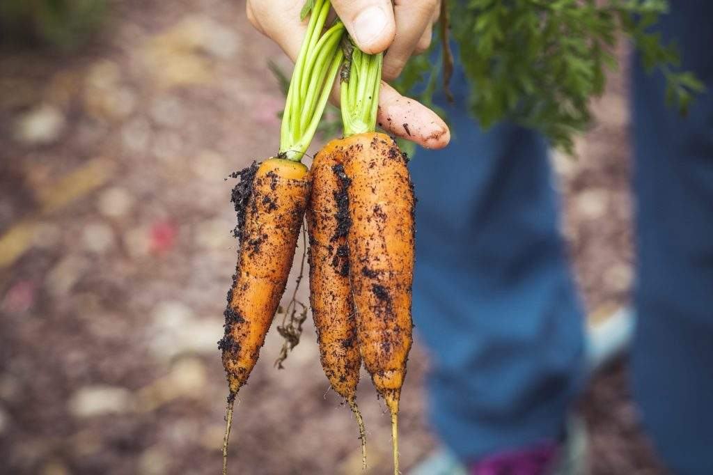 Как правильно выкапывать морковь
