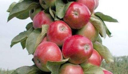 Колоновидная яблоня: описание, выращивание, лучшие сорта с фото