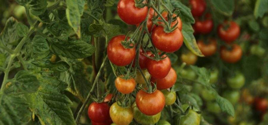 12 способов того, как повысить урожайность помидор