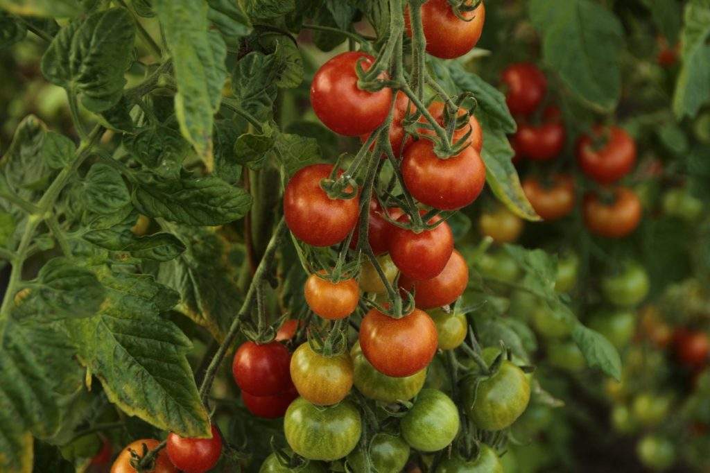 как повысить урожайность помидор