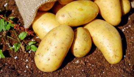 Выращивание семенного картофеля: посадка, выращивание уход и хранение посадочного материала