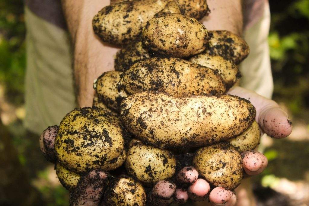 Как вырастить семенной картофель