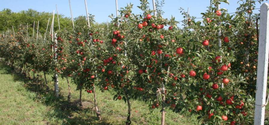 Выбираем и садим молодые саженцы яблони