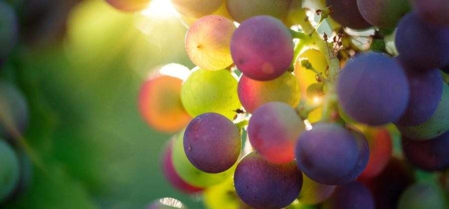 Как размножить виноград черенкованием дома