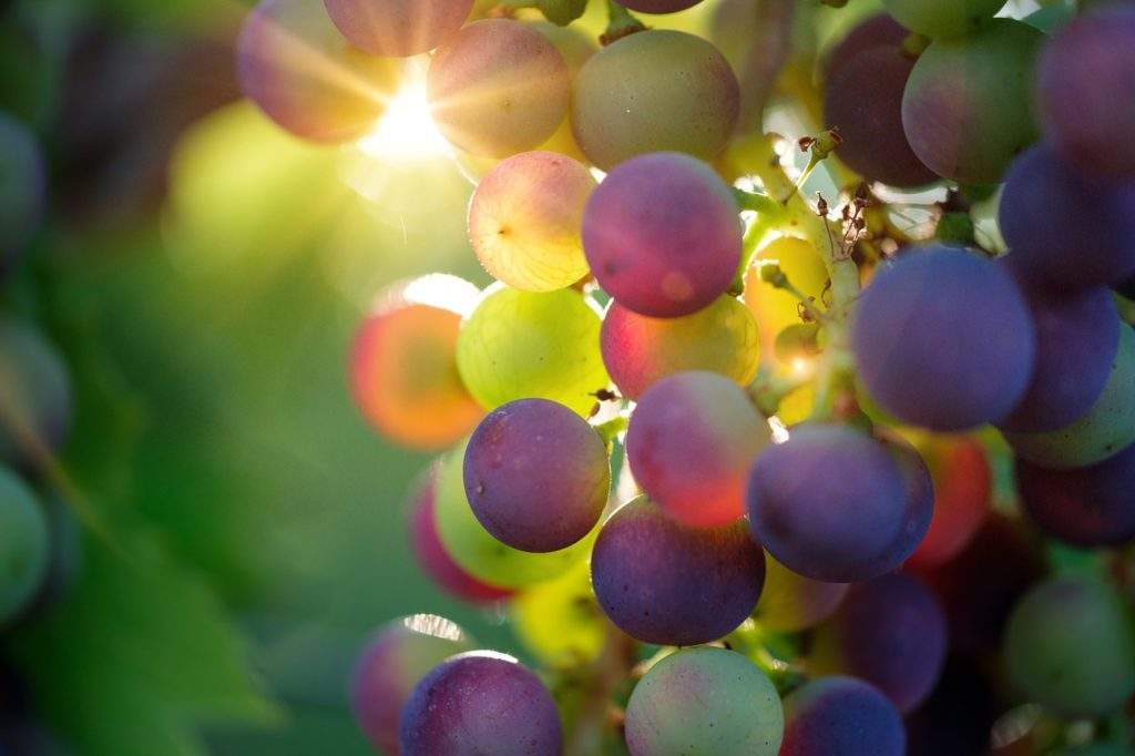 Как размножить виноград черенками в домашних условиях: полезные советы и рекомендации