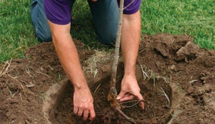 Как правильно сажать плодовые деревья на участке и для чего при этом использовать доломитовую муку