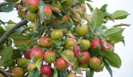 Как ухаживать за яблоней после сбора яблок