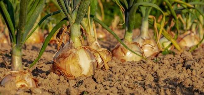 Вредители лука и как от них защитить урожай