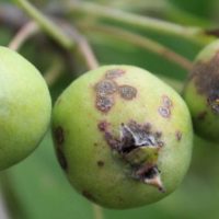 Парша яблони и груши – способы борьбы с заболеванием