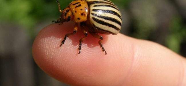 Как избавиться от колорадского жука своими силами