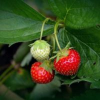 strawberry plant 751178 12801