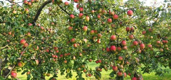 Как можно заставить яблоню плодоносить каждый год