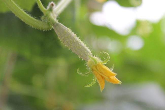 Женский цветок огурца