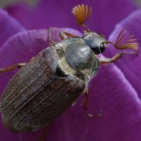 Как избавиться от личинок майского жука