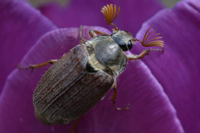 как бороться с личинками майского жука