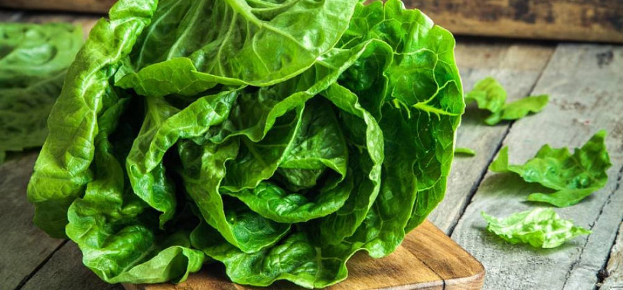 Как вырастить Кочанный салат в открытом грунте