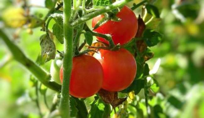 Ускоряем созревание помидоров: пасынкование, подкормка и прищипка томатов