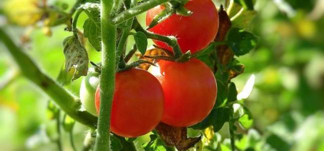Ускоряем созревание помидоров: пасынкование, подкормка и прищипка томатов