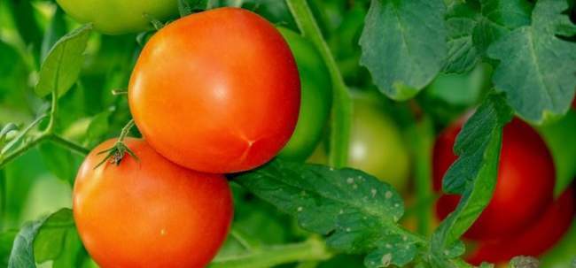 Чем подкормить томаты, как правильно поливать и подвязывать помидоры