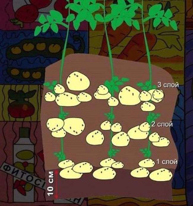 Китайский способ выращивания картофеля