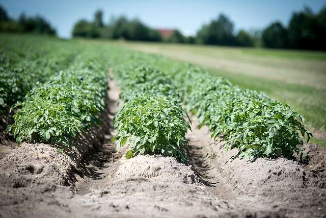 Посадка и выращивание картофеля по методу Галины Кизимы: отзывы. Правила выращивания и ухода за картофелем по методу Кизимы
