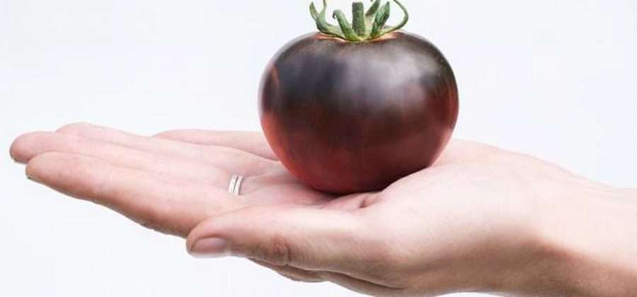 Выращиваем оригинальный сорт томата Черная богиня. Как посадить, ухаживать за растением и получить отменный урожай