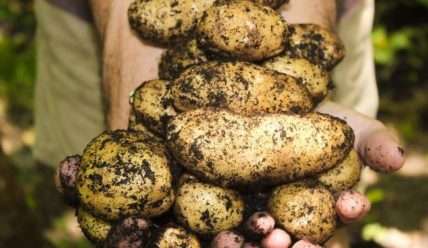 Уборка урожая картофеля: Как собрать и хранить урожай, чтобы он не сгнил