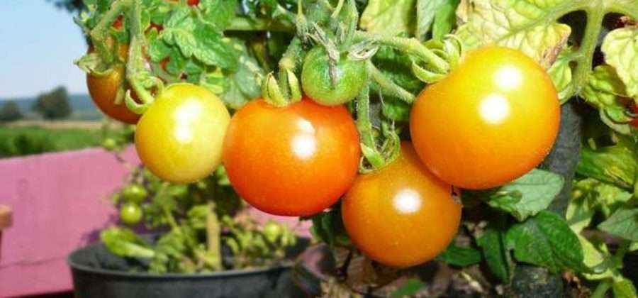 Вырастите у себя дома Балконные помидоры, как правильно выращивать и выбрать сорта томатов для посадки на балконе