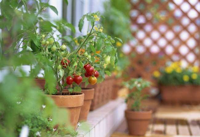Балконные помидоры