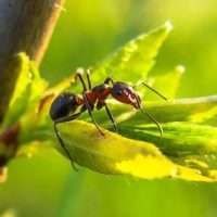 Как вывести муравьев с огорода – Борьба с садовыми муравьями
