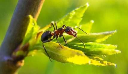 Как вывести муравьев с огорода – Борьба с садовыми муравьями