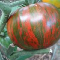 Описание и характеристика сорта томата Полосатый Шоколад — Правила выращивания и ухода