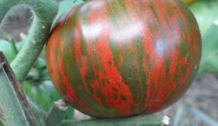 Описание и характеристика сорта томата Полосатый Шоколад — Правила выращивания и ухода