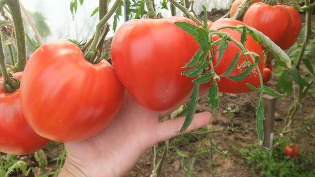 Pomidory Minusinskij Gigant vesogorod ru