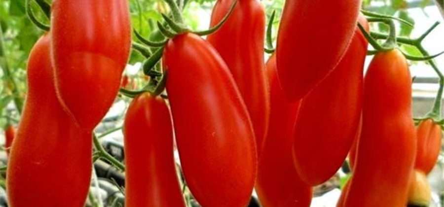 Как выращивать помидоры Дамский угодник: характеристика и описание сорта