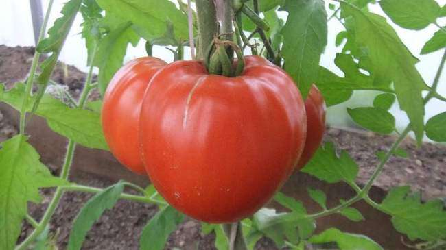 Sort Bychij Lob Minusinskie tomaty vesogorod ru