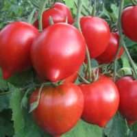 Характеристика сорта томата Буденовка, выращивание, уход и урожайность сорта