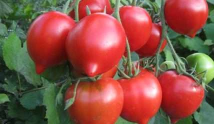 Характеристика сорта томата Буденовка, выращивание, уход и урожайность сорта