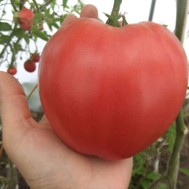 Tomat Minusinskoe Ploskoe Serdce vesogorod ru