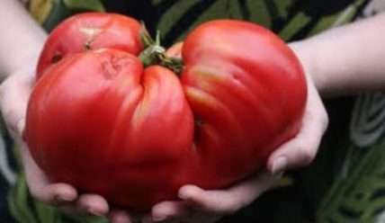 Минусинские помидоры: описание сортов, отзывы, фото