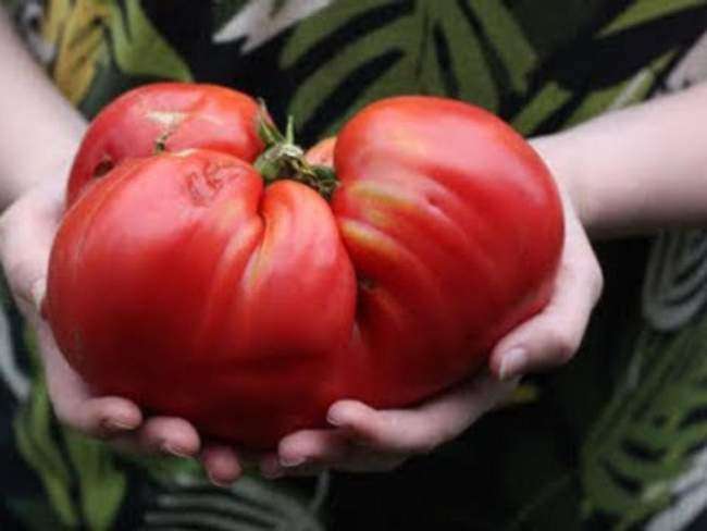 Сорта Минусинских томатов