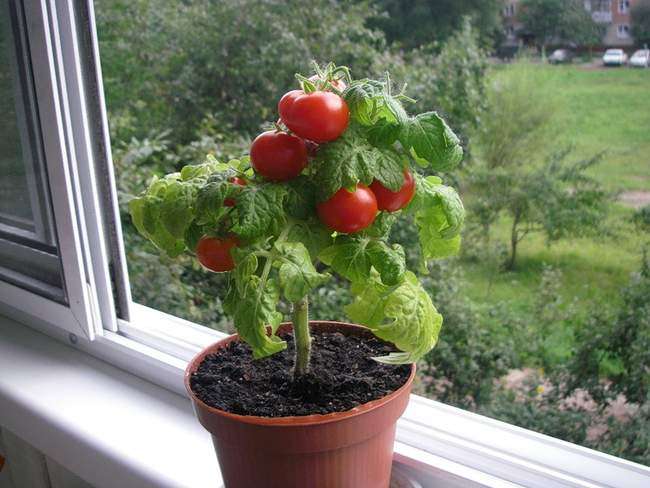 какие сорта помидор можно сажать на балконе