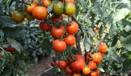 Характеристика сорта томата Видимо-Невидимо, описание сорта и особенности выращивания помидор