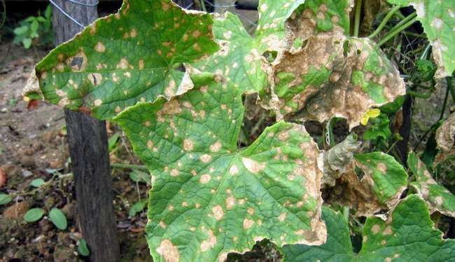 Антрактоз на листьях огурцов