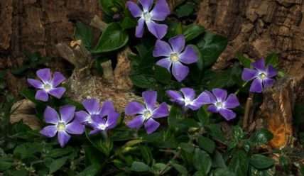 Выращивание Барвинка на даче: посадка, уход и размножение цветка